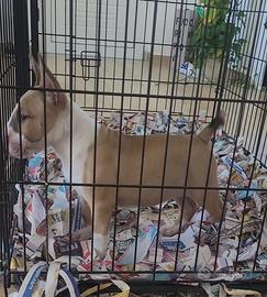 Cucciola Bull-terrier