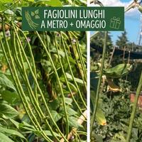 Semi di Fagiolino Lunghi a METRO + Omaggio