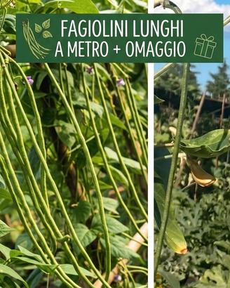 Semi di Fagiolino Lunghi a METRO + Omaggio
