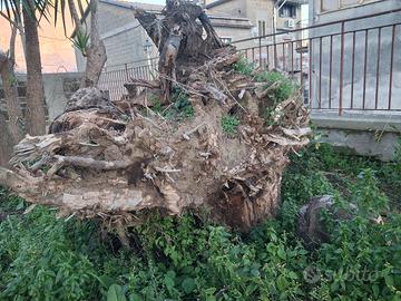 Grande Ceppo da ardere 