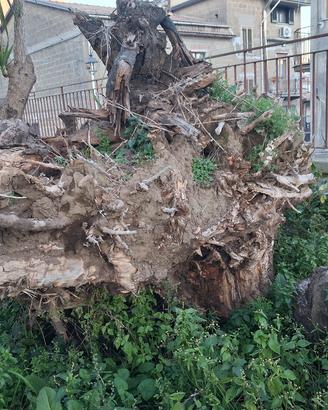 Grande Ceppo da ardere 