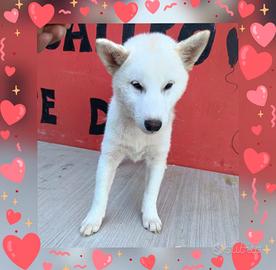 Shiba Inu