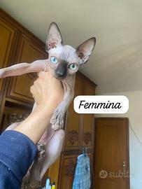 Gatti Sphynx