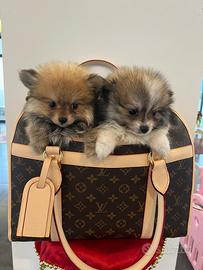 Volpino di Pomerania