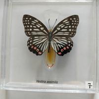 farfalla da collezione.