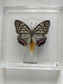 farfalla da collezione.