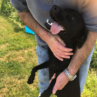 Cola, labradorino nera