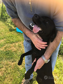 Cola, labradorino nera