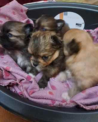 Pomchi