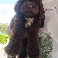 Lagotto romagnolo