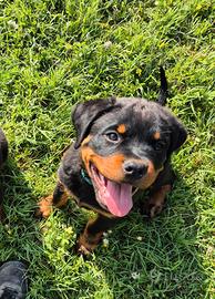 Rottweiler