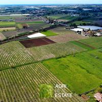 Terreno agricolo 10 HA con impianto kiwi e 2 pozzi