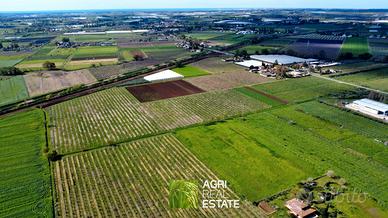 Terreno agricolo 10 HA con impianto kiwi e 2 pozzi