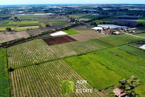 Terreno agricolo 10 HA con impianto kiwi e 2 pozzi