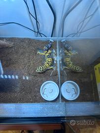 Teca con geco leopardino