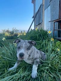 American bully cucciola