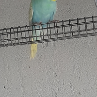 Coppia di cocorite raimbow
