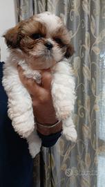 Shitzu shih tzu