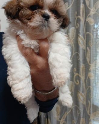 Shitzu shih tzu