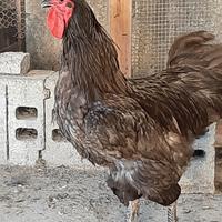 Gallo australorp