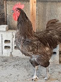 Gallo australorp