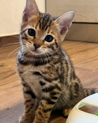 Gatti bengala