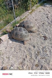 Geochelone gigantea
