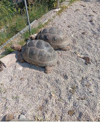 Geochelone gigantea