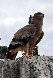 Aquila rapax nipalensis