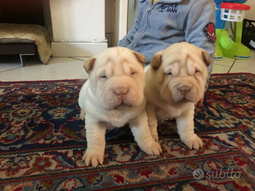 Sharpei