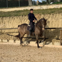 Cavallo di pura razza spagnola