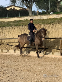 Cavallo di pura razza spagnola