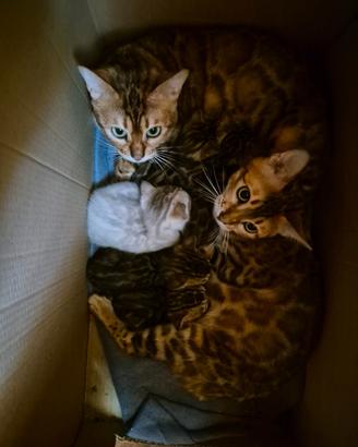 Cuccioli di gatto bengala