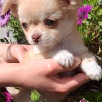 Cuccioli piccola taglia