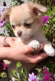 Cuccioli piccola taglia