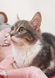Gattino maschio