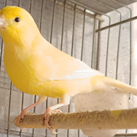 Canarino maschio cantore giallo intenso