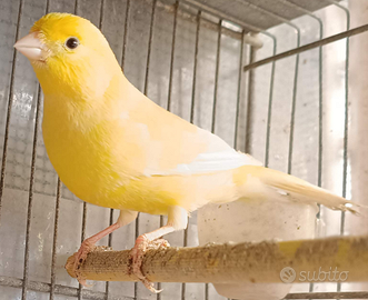 Canarino maschio cantore giallo intenso
