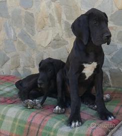 Cuccioli alano nero