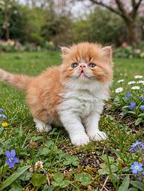 Cuccioli gatti persiani