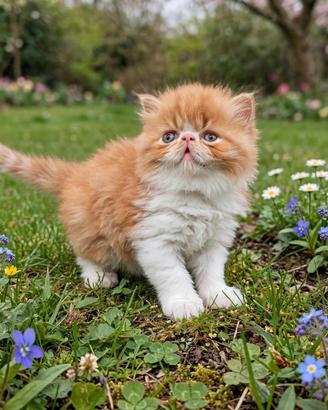Cuccioli gatti persiani