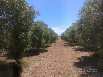Terreno agricolo a uliveto