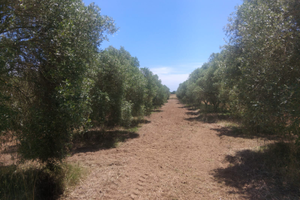 Terreno agricolo a uliveto