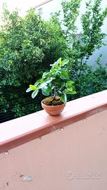  mini bonsai di pyracantha 