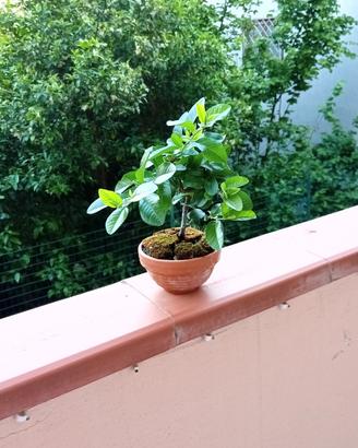  mini bonsai di pyracantha 