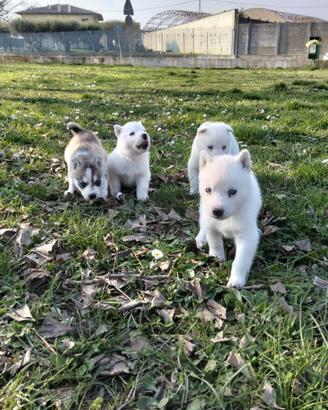 Husky