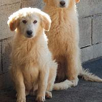 Maremmano cuccioli in canile