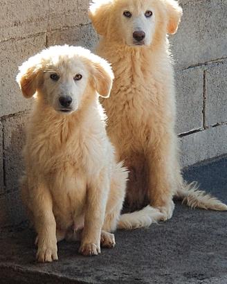 Maremmano cuccioli in canile