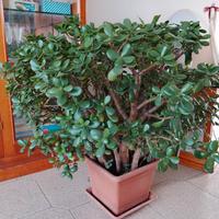 Albero di Giada con vaso