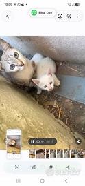 Tre gattini bianchi per compagnia